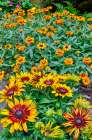 USA, Washington State, Sammamish. Garden with flowering Hirta daisy and orange Profusion Zinnias Art Print